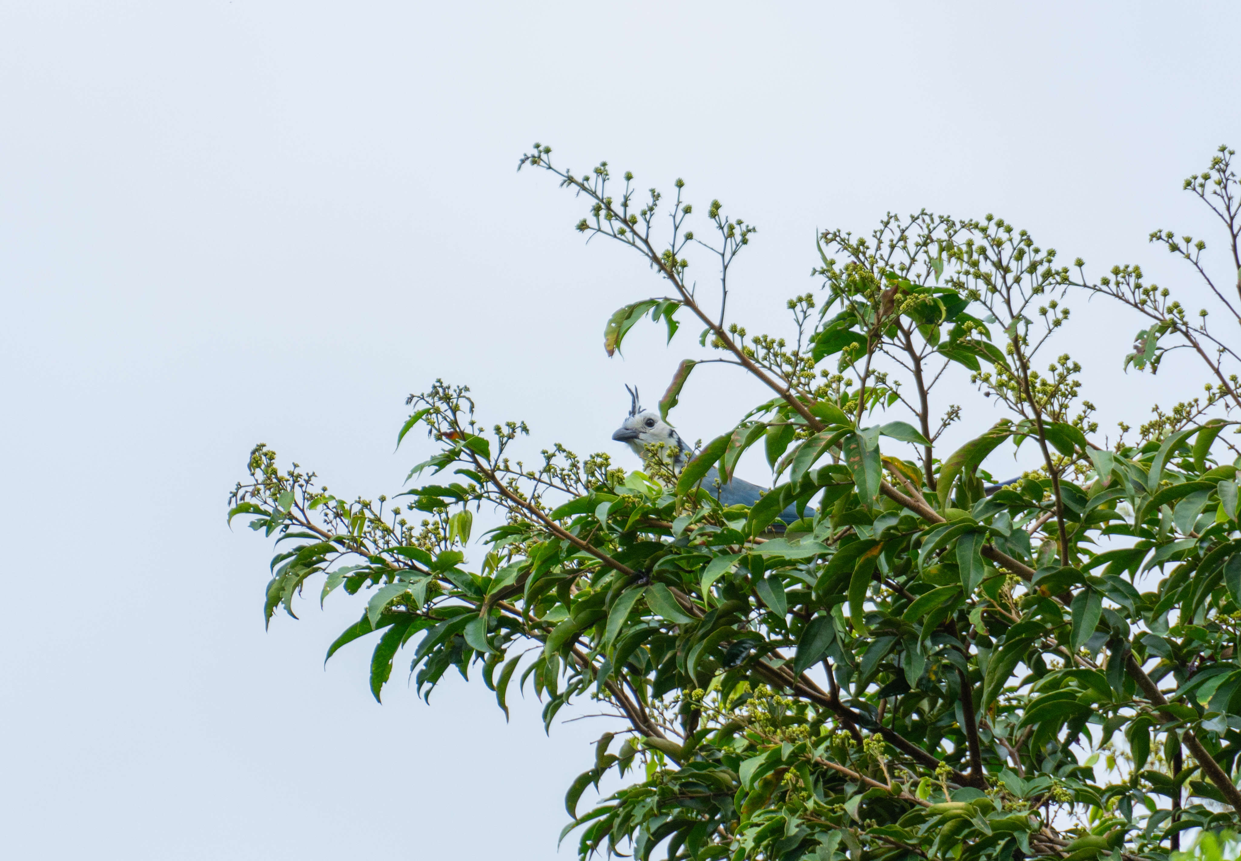 Casa Alimar Birds